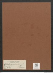 Nitzschia micorcephala Grun. (de-Toni-Nr.: Genus 47, Species 2126) Zeichnungen Sammlung Grunow Mappe 02247 (Herbarium_W_Grunow_drawings_Folder_02247)
